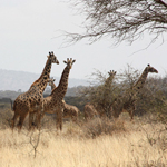 Afrika Safariland in Ostafrika - Tansania